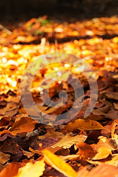 Colourful autumn leaves in orange yellow and brown