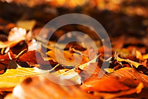 Colourful autumn leaves in orange yellow and brown