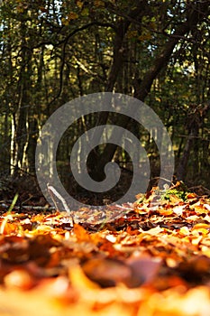 Colourful autumn leaves in orange yellow and brown