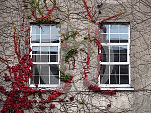 Colourful Autumn Leaves With Paned Window