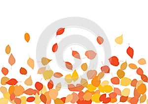 Colourful Autumn Leaves Pattern on White Background