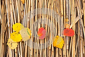 Colourful autumn leaves on reeds