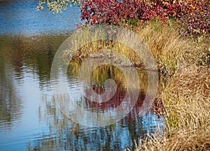 Colourful Autumn Leaves In September