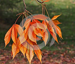 Colourful Autumn Leaves In September