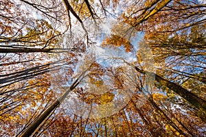 Colourful autumn leaves on trees with blue sky