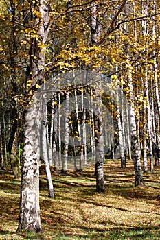 Colourful autumn park