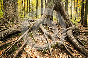 Colourful autumn park in front of a large tree roots