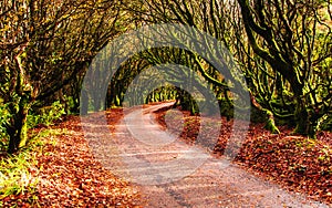 Colourful Autumn road in Cornwall, UK