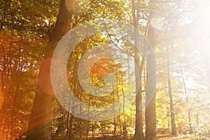 Colourful autumn scene with abstract lens flare