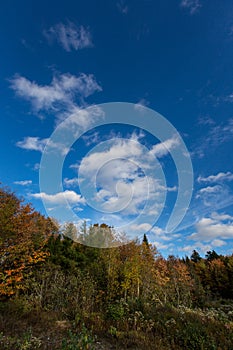 Colourful autumn trees against deep blue sky