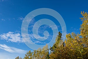 Colourful autumn trees against deep blue sky