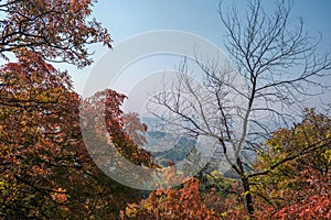 Colourful Autumn Trees Landscape View in Mountain