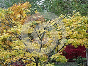 Colourful autumn trees and leaves in England