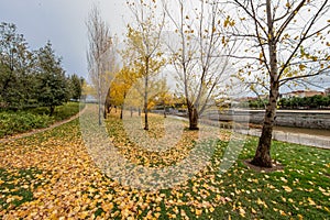 Colourful autumn trees with yellow leafs in the Madrid RÃ­o, the park of the Manzanares River in Madrid, Spain