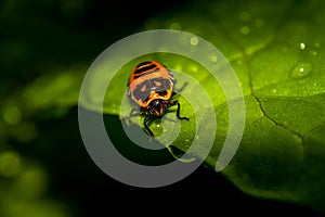 Colourful baby bugs Chrysocoris stollii on greens leaves