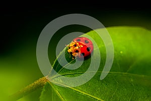 Colourful baby bugs Chrysocoris stollii on greens leaves