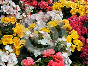 Colourful Background Of Annual Begonias