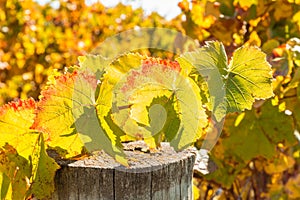 Colourful backlit grapevine leaves in autumn vineyard with blurred background