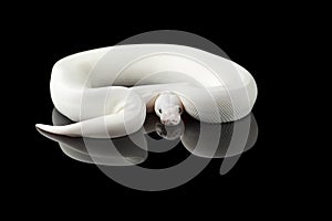 The colourful ball royal python isolated on black background