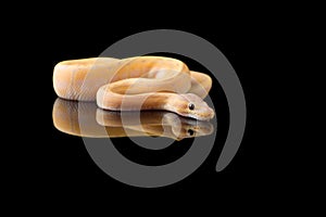 The colourful ball royal python isolated on black background