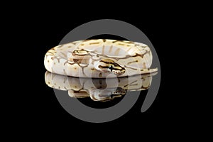 The colourful ball royal python isolated on black background