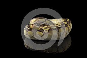 The colourful ball royal python isolated on black background