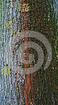 Colourful bark with moss texture