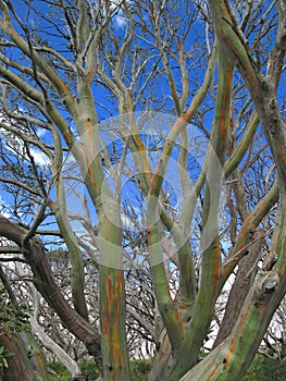 Colourful bark of snow gum tree