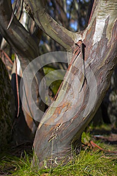 Colourful bark of snowgum