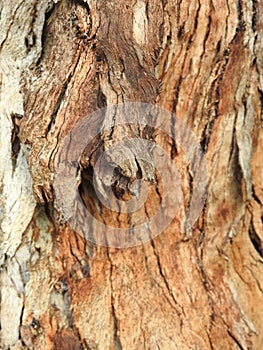 Colourful bark texture