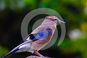 A colourful and beautiful jay bird