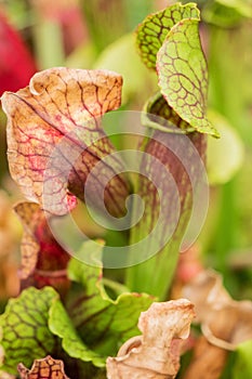 Beautiful Sarracenia, carnivorous plant