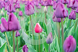 Colourful, beautiful tulip scene, low angle view. Flower farm growing tulips. A field of purple tulips and one red and white