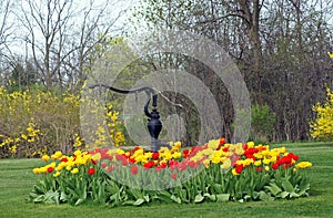 Colourful bed of tulips