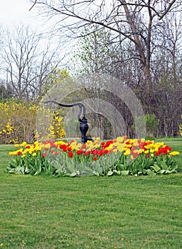 Colourful bed of tulips