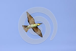 A colourful Bee-Eater in flight