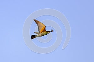 A colourful Bee-Eater in flight