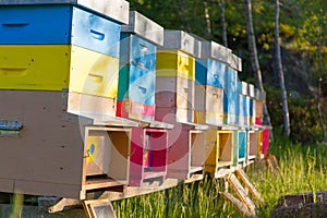 Colourful beehives in a field. Summer season.