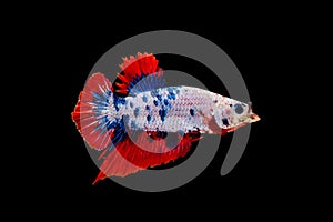 Colourful betta fish with open mouth, fighting fish, Siamese fighting fish isolated on black background, Clipping path included