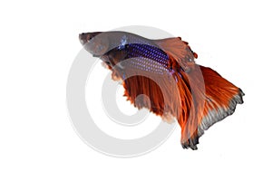 Colourful Betta fish,Siamese fighting fish