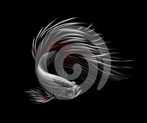 Colourful Betta fish, Siamese fighting fish in movement