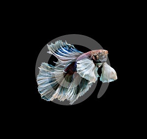 Colourful Betta fish,Siamese fighting fish in movement isolated on black background