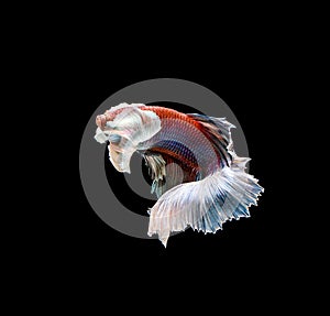 Colourful Betta fish,Siamese fighting fish in movement isolated on black background