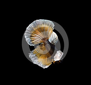 Colourful Betta fish,Siamese fighting fish in movement isolated on black background