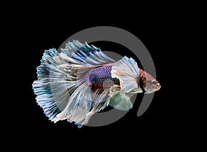 Colourful Betta fish,Siamese fighting fish in movement isolated on black background