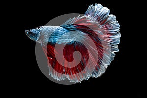 Colourful betta fish,Siamese fighting fish in movement isolated on black background. Capture the moving moment of colourful