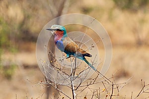 Colourful bird in the Kruger National Park South Africa