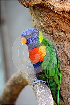 Colourful bird photo