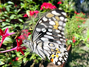 Colourful Black and white Butterfly