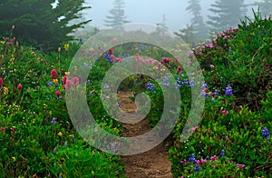 Colourful Blossoms In Mt. Rainier National Park 